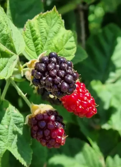Blackberries in the communal gardens