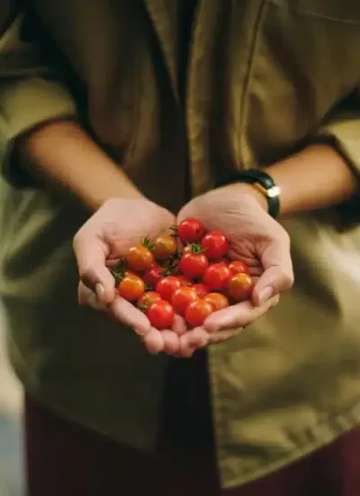 Woman holding Tomatoes ndis gardening